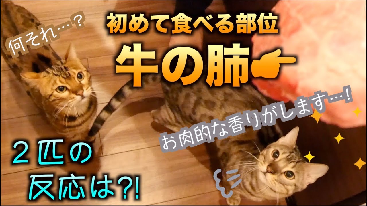 猫たちに