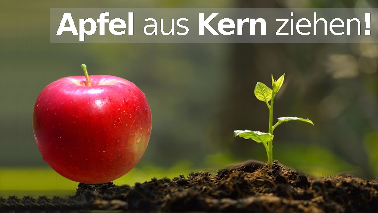 Apfelbaum aus Kern ziehen 🍎 | Apfel aus Samen keimen lassen