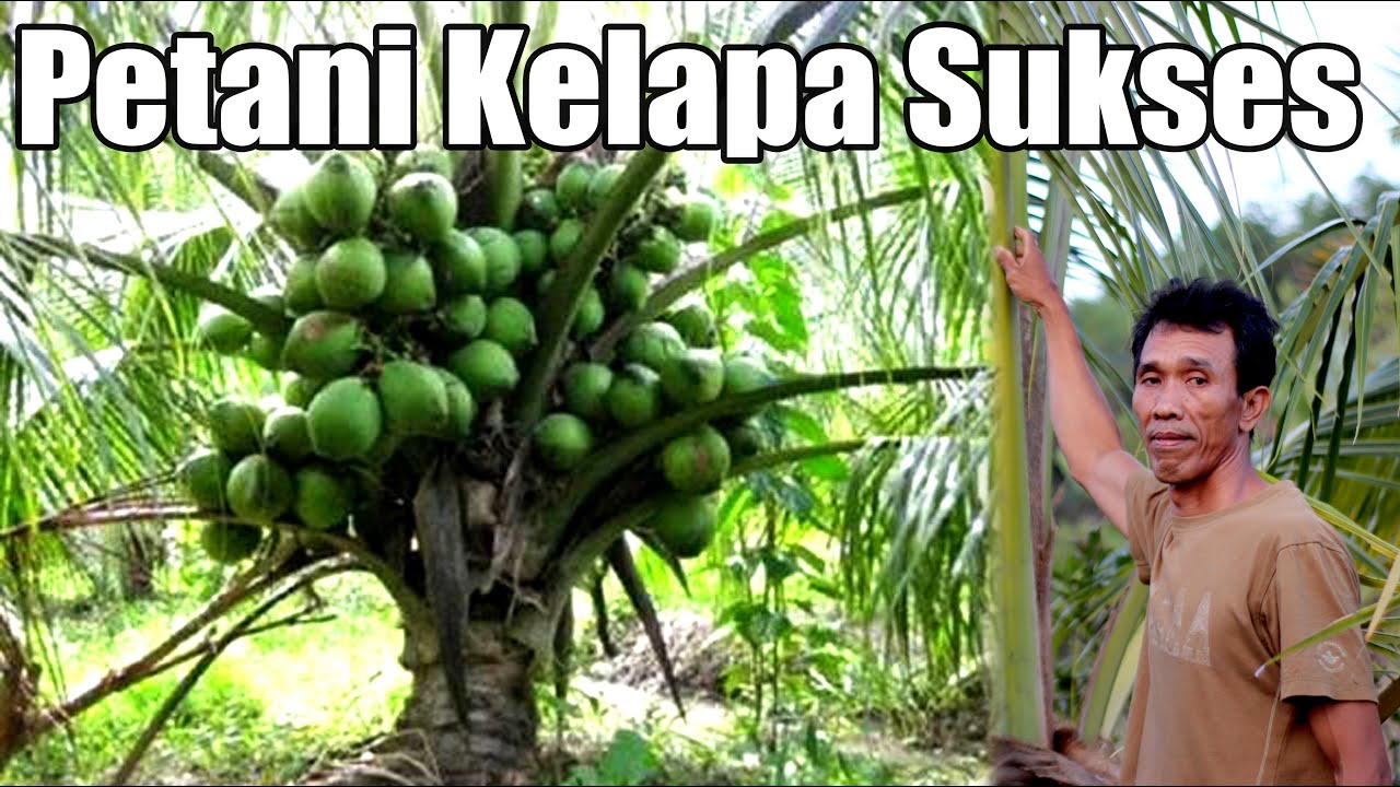 Budidaya Kelapa Hibrida dan Nias yang Menjanjikan
