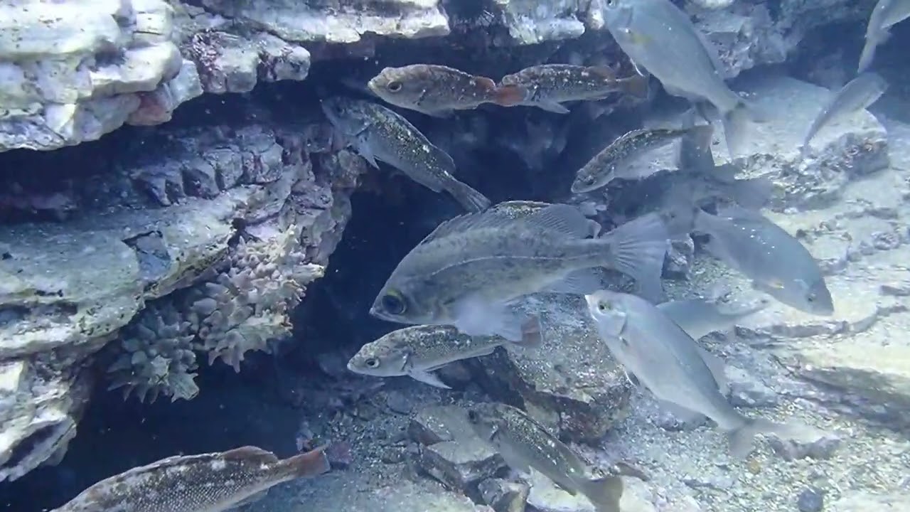 青森県　夏泊　大島パーク駐車帯　沖壁ポイント　2023年8月5日