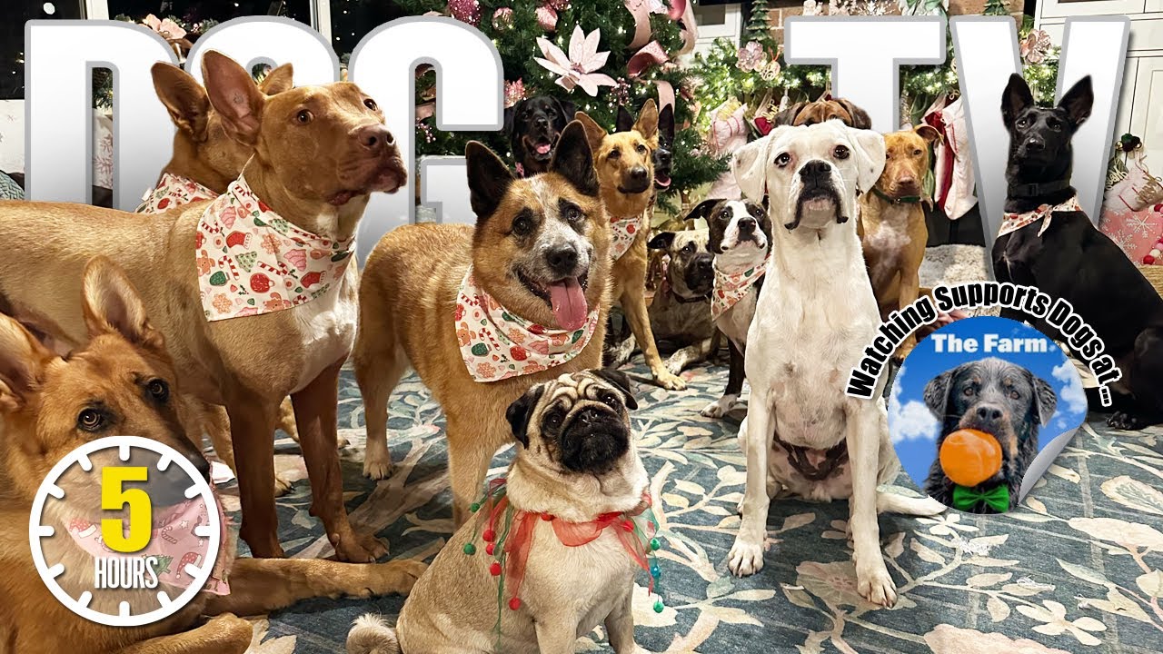🎄🐕 Christmas Video for Dogs to Watch 🐶 Festive Dog Entertainment 🎄🐕 Holiday Dog TV Episode Dog Video