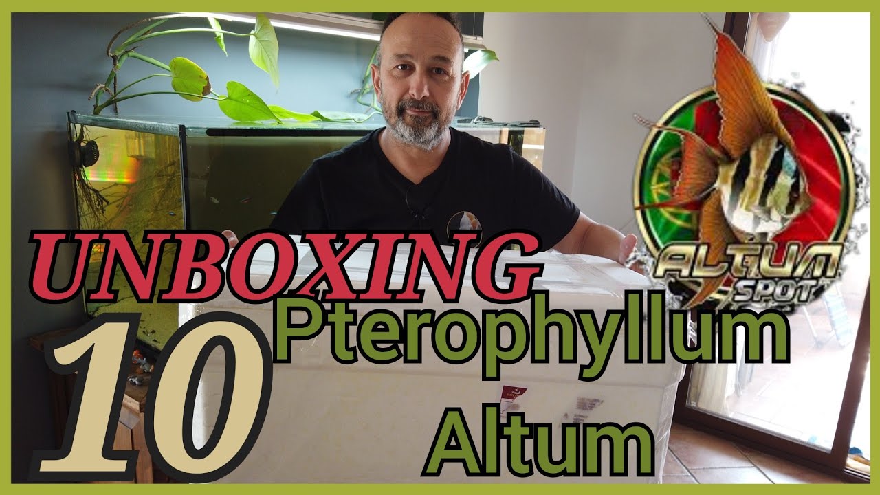 NUEVA LLEGADA-ACLIMATACION 10 ALTUM ORINOCO | Altum Spot