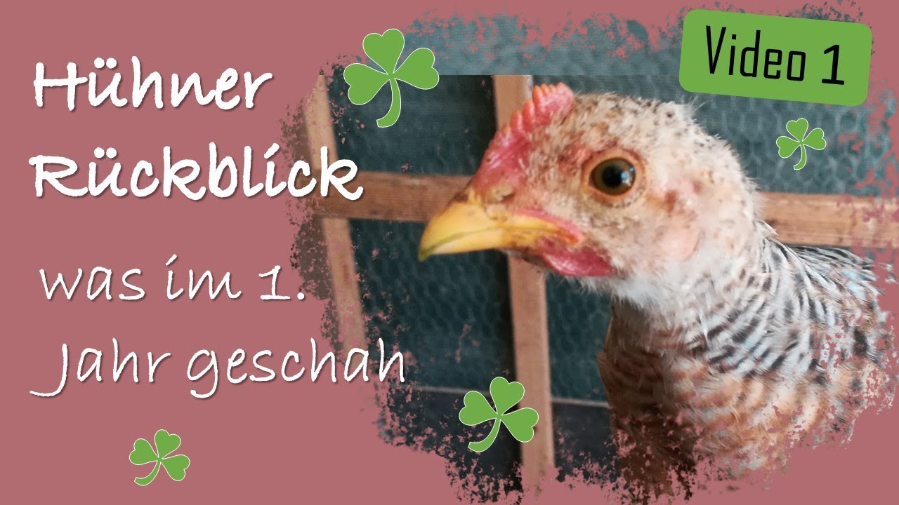 Unsere Hühner 🐔 Rückblick 🐤 Was in einem Jahr Hühnerhaltung geschah ☘️ Video 1