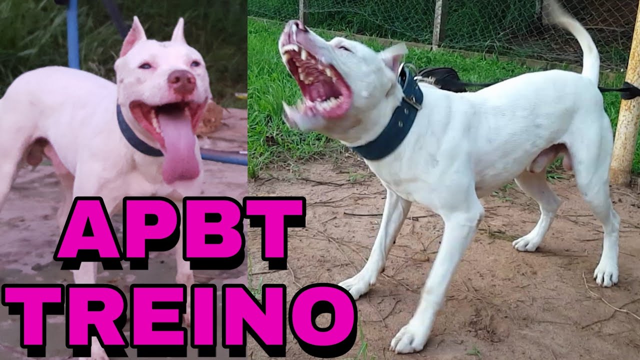 Atividade Física com Pit Bull.O que Fazer para Ter mais Controle Com seu PIT BULL. #Pitbull #apbt