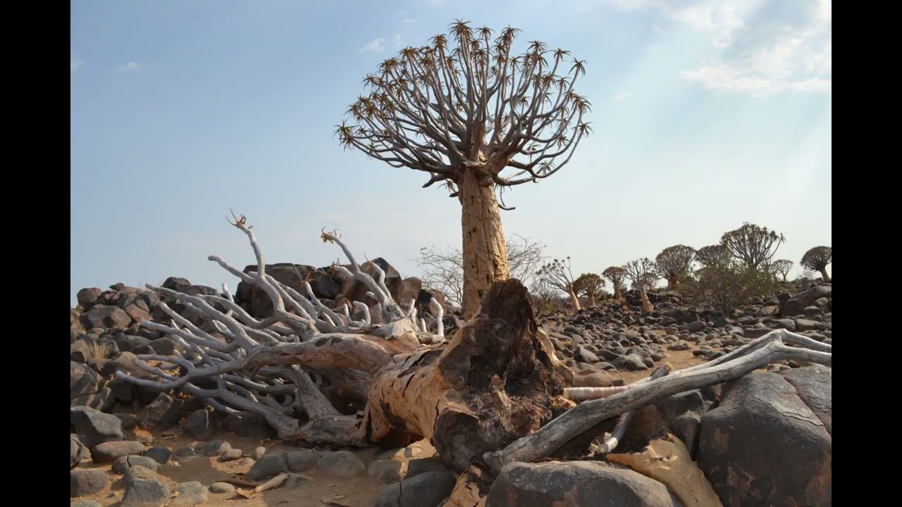 Quiver Tree Forest & Giant&rsquo;s Playground: A Journey Through Namibia's Natural Wonders