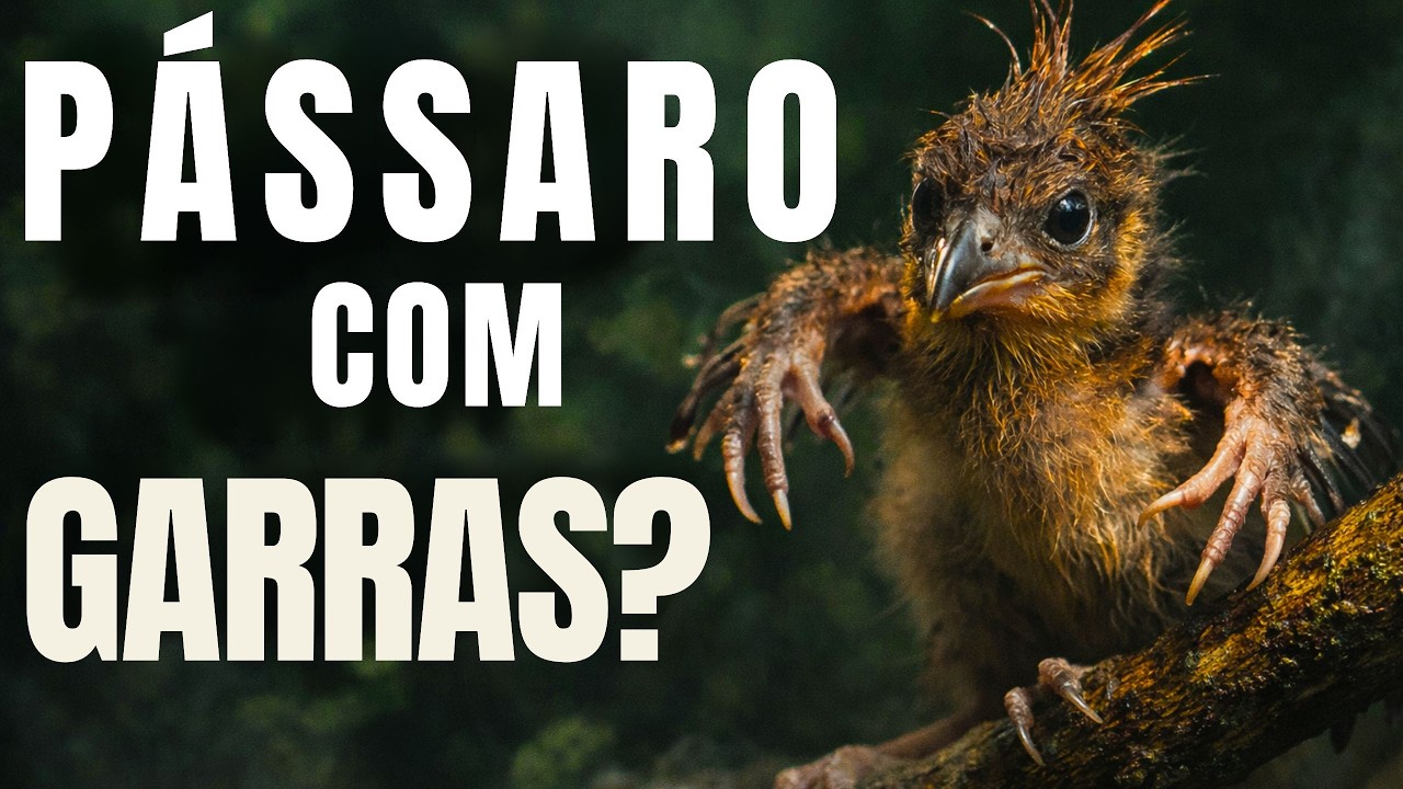 De onde vem o HOATZIN com GARRAS NAS ASAS quando FILHOTE? A AVE que NÃO deveria existir?