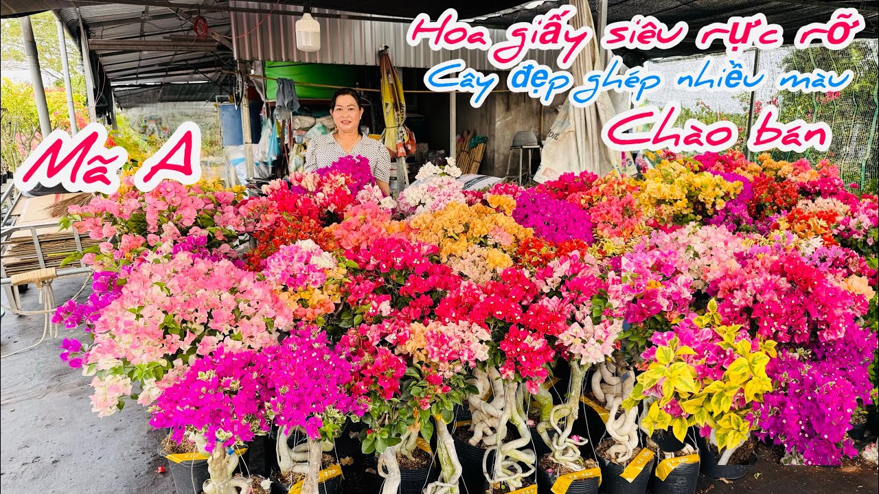 Hoa giấy siêu rực rỡ cây đẹp ghép nhiều màu chào bán..22/02😘📲 0706.763.012.Chị-Ngọc 