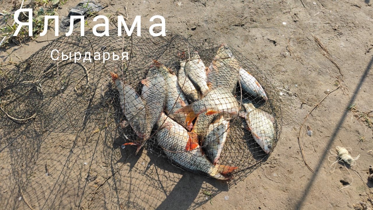 Сырдарья, Яллама. Рыбалка с ночёвкой. 14-15.06.2025г.