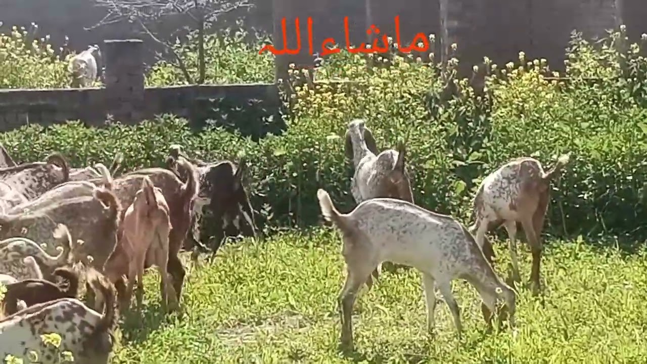 بکری کی زندگی کی سب سے اہم چیز ۔