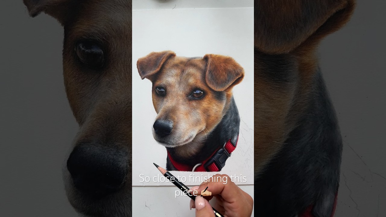 Realistic Coloured Pencil Dog Drawing | Work in Progress #colourpencil #drawing #howtodraw