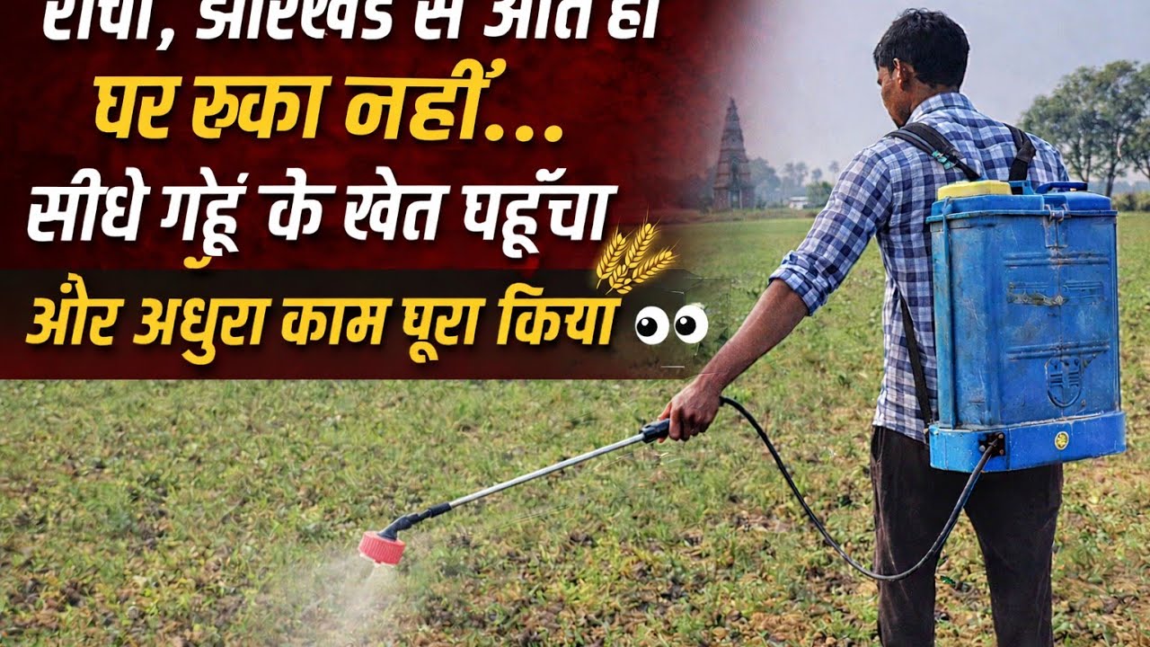 , झारखंड से आते ही घर रुका नहीं… सीधे गेहूं के खेत पहुँचा