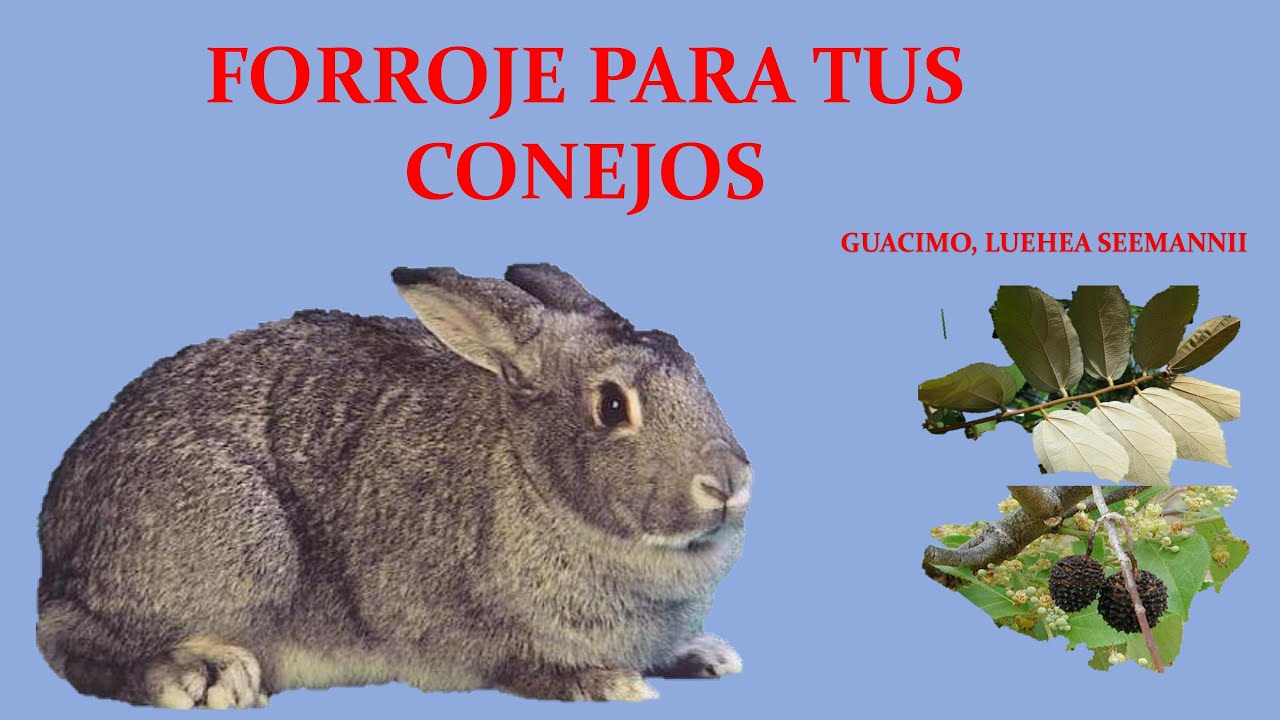 forraje para conejos, GUASIMO, LUEHEA SEEMANNII