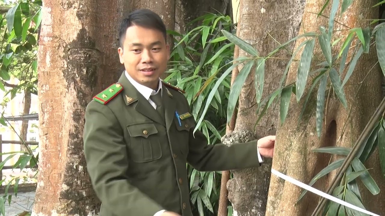PHÓNG SỰ CÂY ĐA CỔ THỤ Ở THAN UYÊN DẤU ẤN NGHÌN NĂM GIỮ NÚI RỪNG
