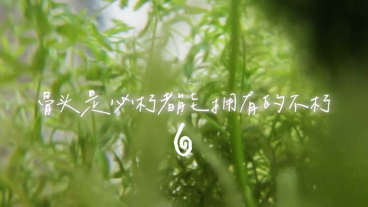 Immortal Bones