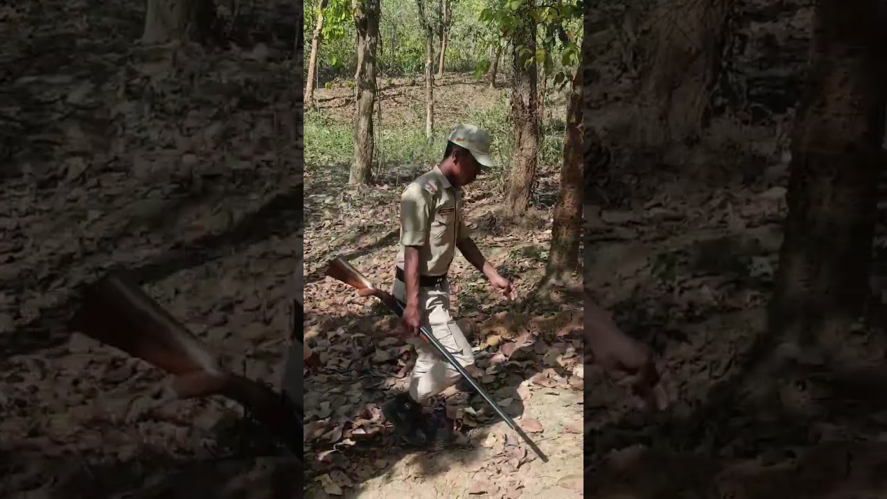 Tracking inside #elephant land #elephant #forest #forestguard #forestsounds