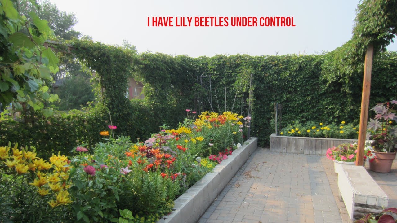 I Have Lily Beetles Under Control