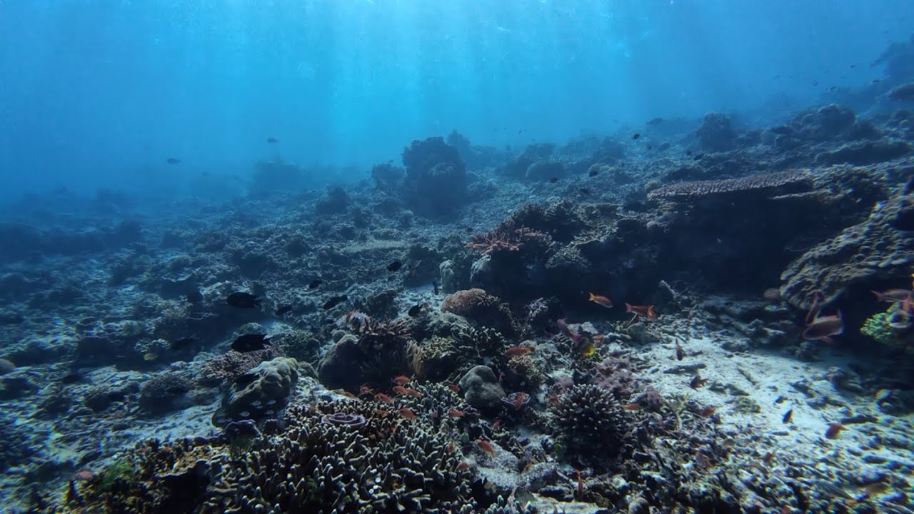 Komodo Diving – Calm Coral Garden Full Dive | Siaba Besa