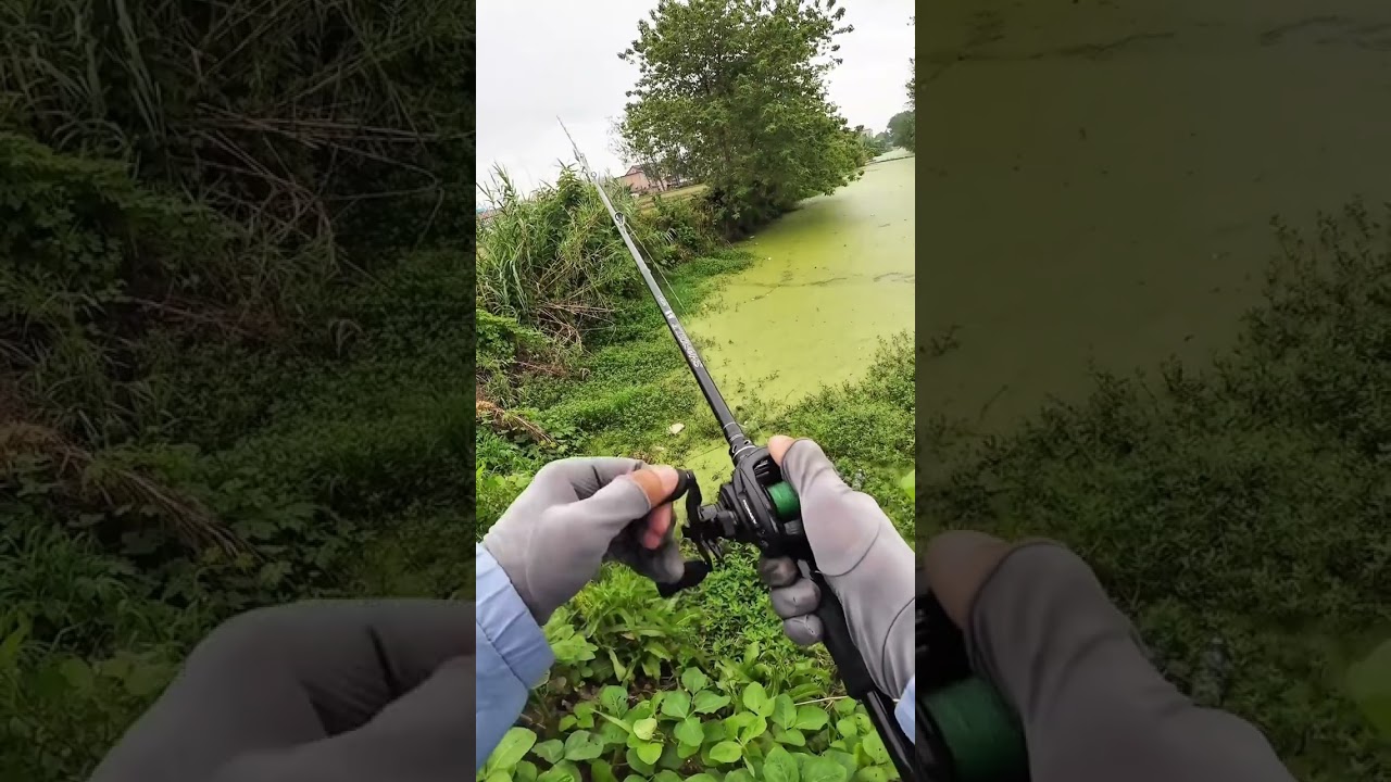 Lure Fishing for Snakehead in a Wild River🎣🐟#fishing #lurefishing