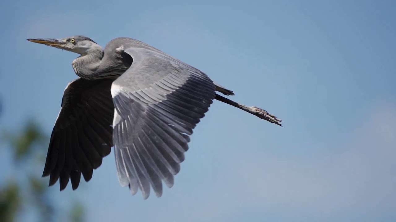 Grey heron - Sz&uuml;rke g&eacute;m - Sony 200-600 and Sony A7III autofocus test