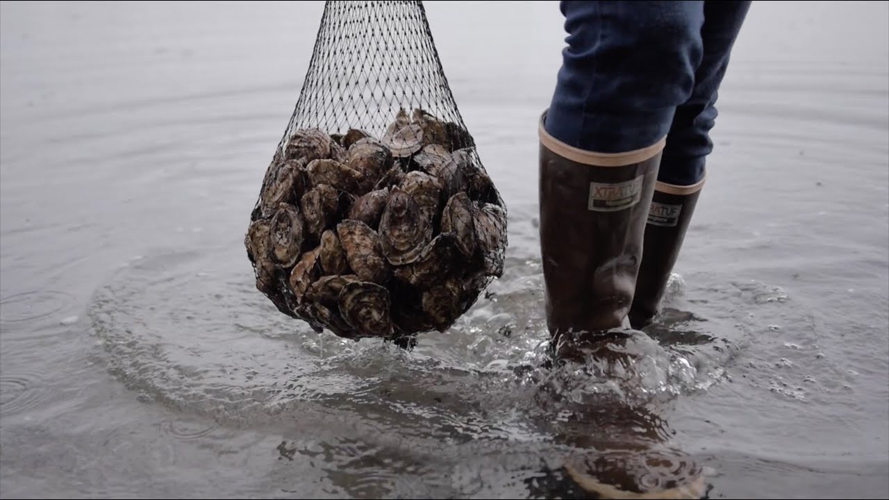 Oysters in Washington: Chelsea Farms