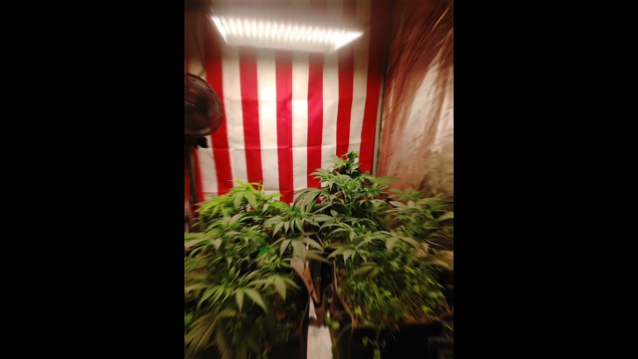 Fruit F@$& Aeque Genetics Blueberry Kush x Ak-47 and Fruity Og Kush by quebec cannabis seeds