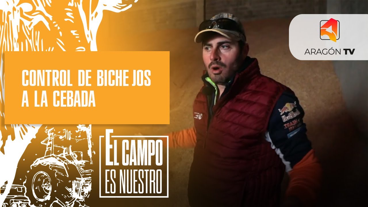 Control de bichejos a la cebada