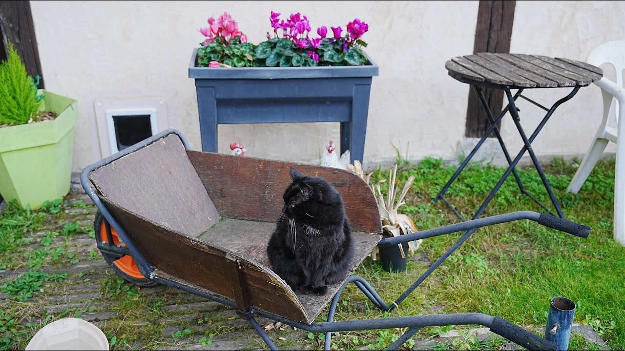 (247) Un chat noir joue dans une brouette