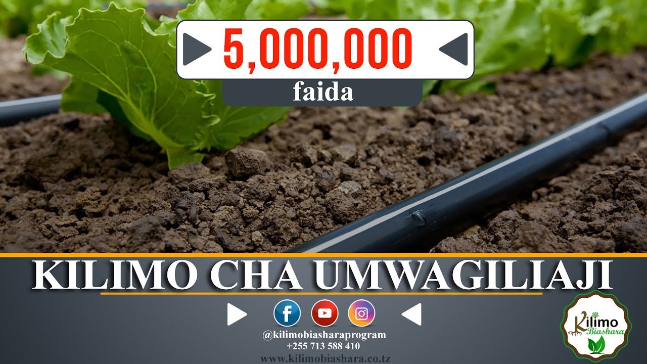 KILIMO CHA UMWAGILIAJI