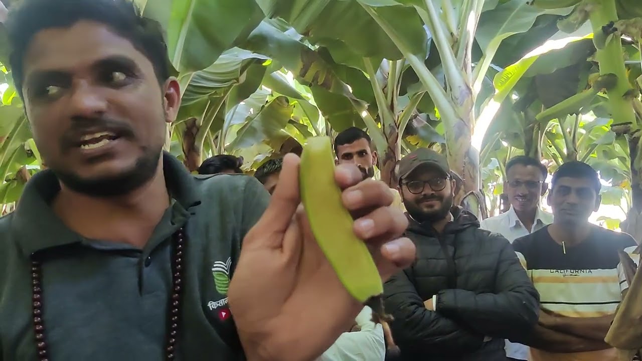 3191- Banana Farming, केला खेती में चिलिंग से केसे बचे 7697438222 किसान पाठशाला BALRAM KISAN