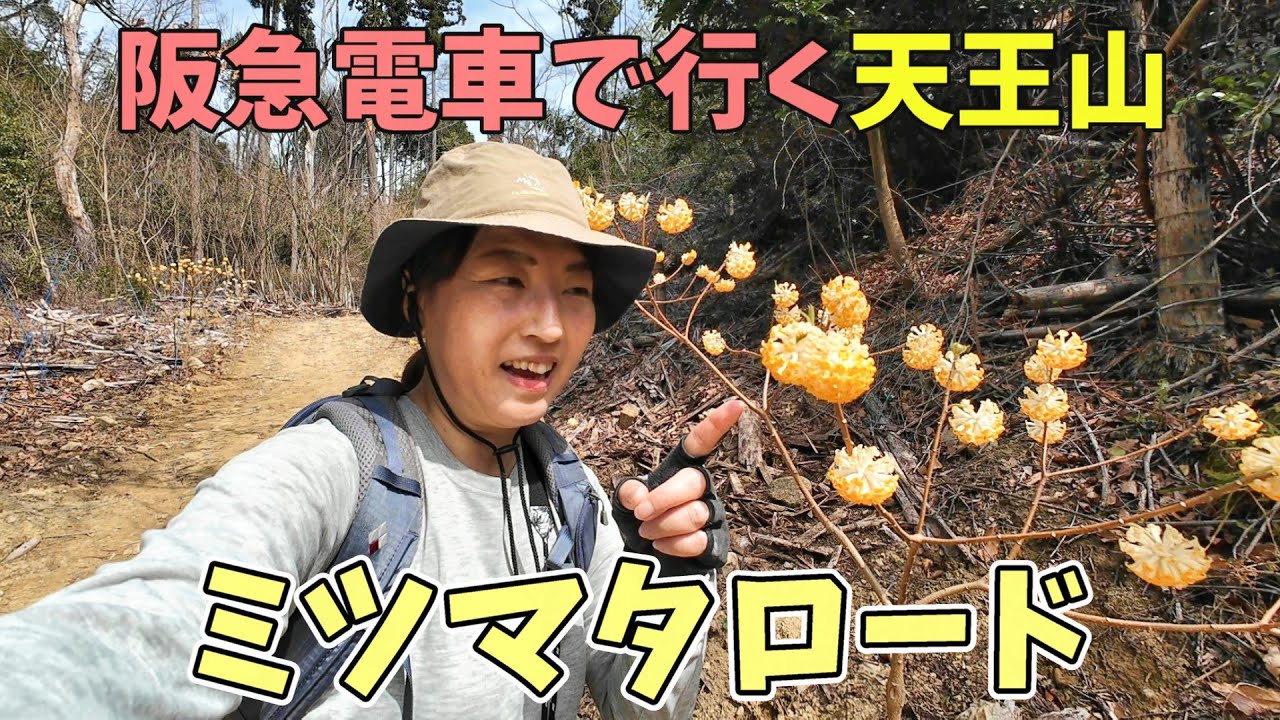 関西低山　天王山　阪急大山崎駅～ミツマタロード～サントリー山～天王山～阪急大山崎