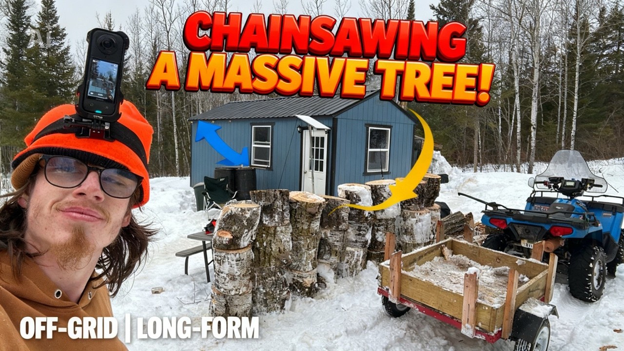 “Cutting Down a Huge Tree for Firewood (Off Grid Chainsaw Work)”