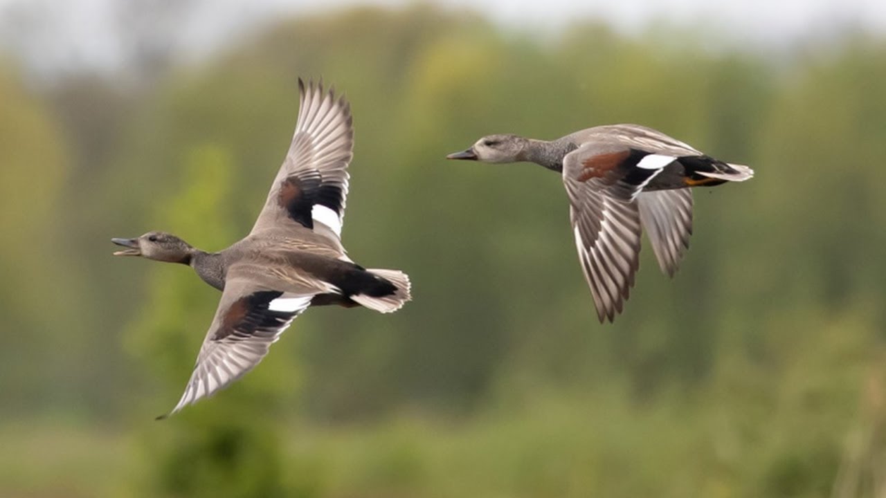 Close up View of a Magpie Eating Seeds - Small Bird Pecking & Eating on Tree Branch
