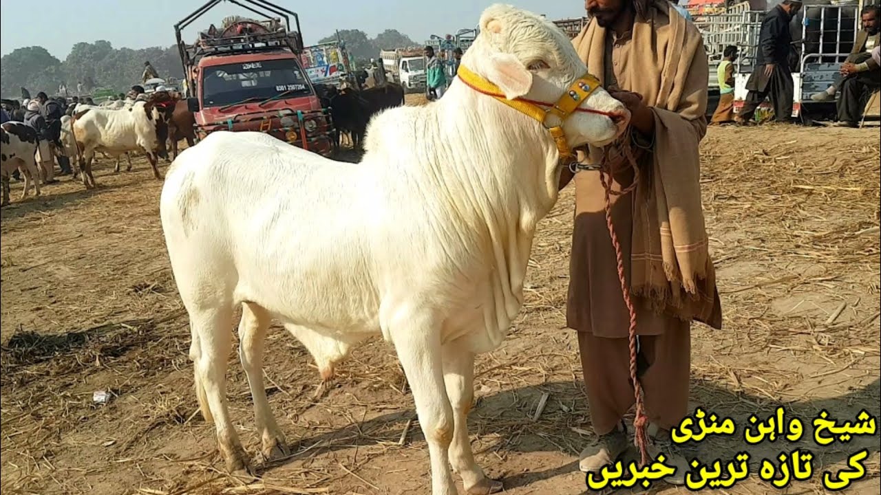 Beauti of Sheikhwan Cow Mandi|Ablack Pataly Nukry Heavy Bull's|