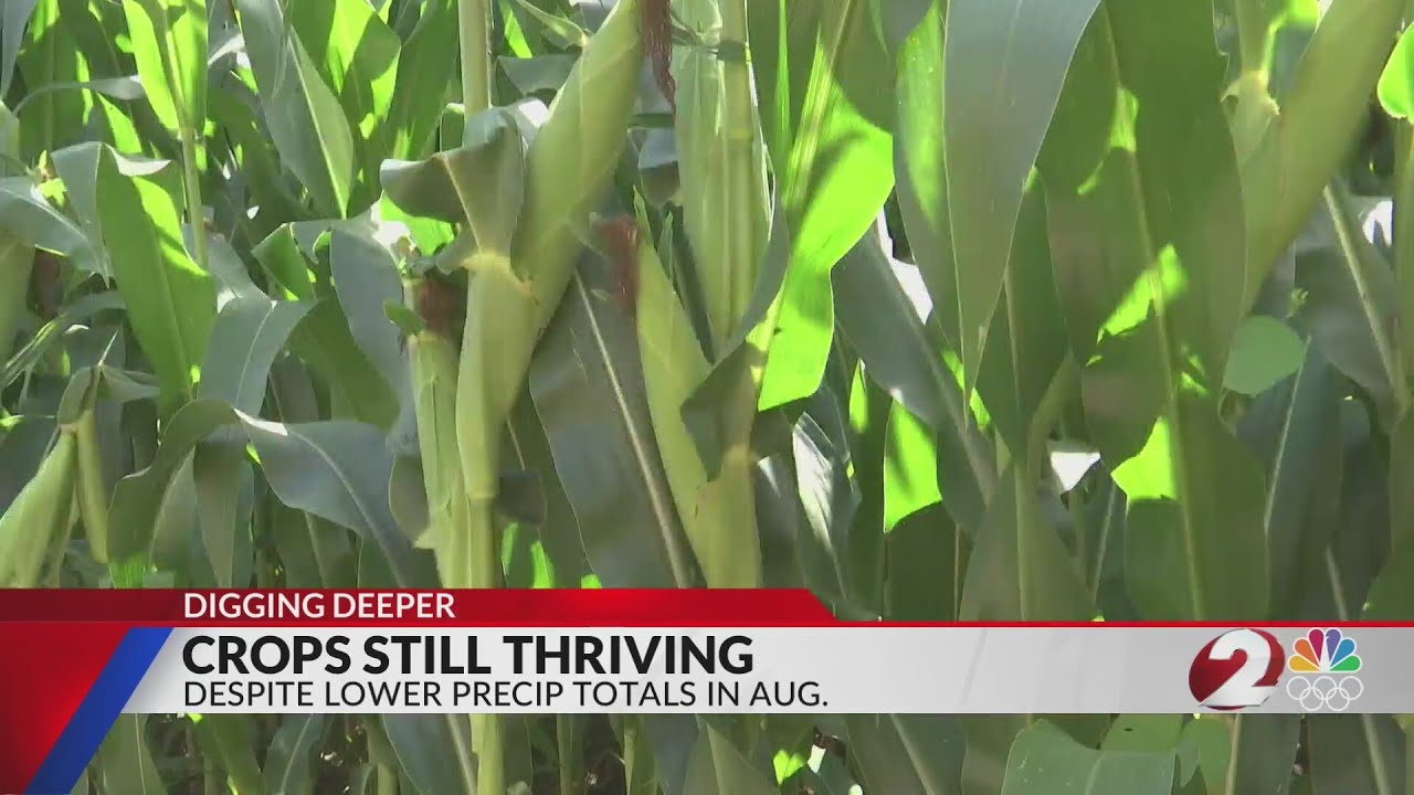 Crops still thriving despite less rain in August
