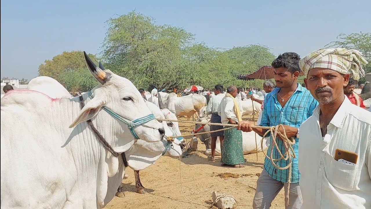 Devarakadra pashuvula santha | Oxen prices &lrm;@purnafarms&nbsp;