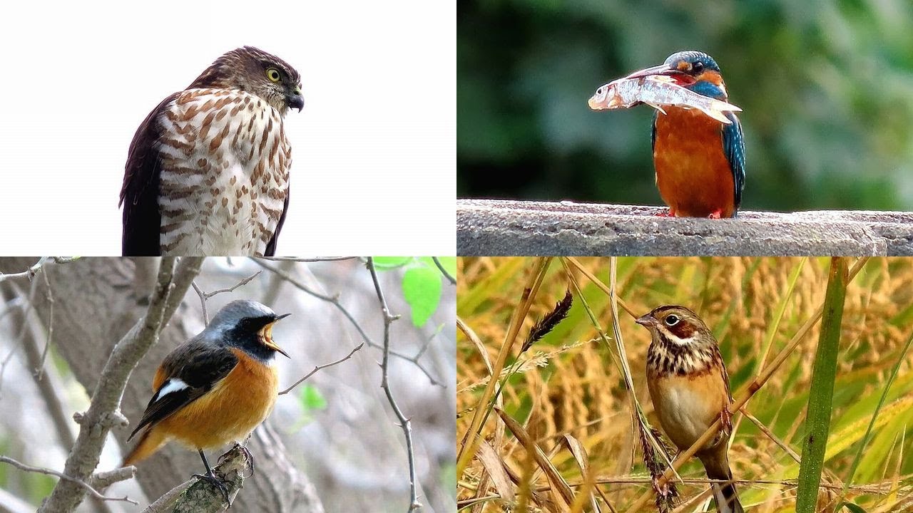 探鳥散歩 2025.11.01-06 ツミ・ホオアカ・ジョウビタキ・カワセミなど10種の野鳥を拾い撮り　西美濃各地の林縁や河川敷などを歩く