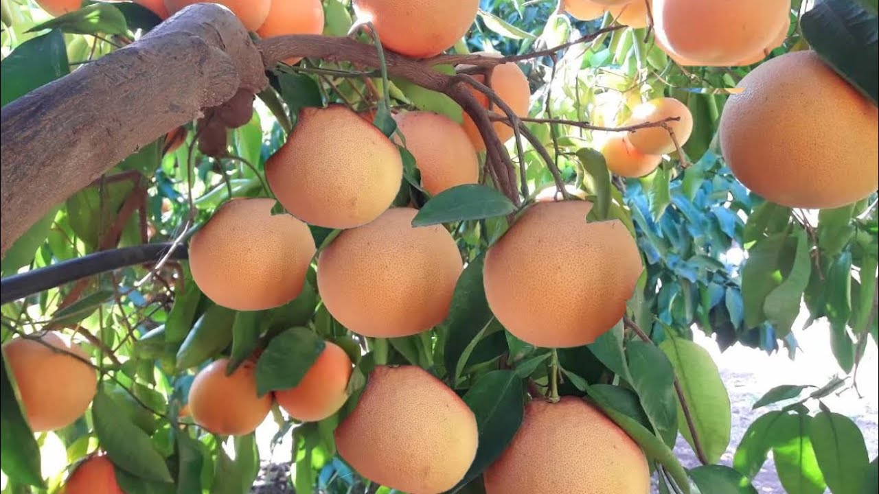 CHULADA DE FRUTA SE ESTA PUDRIENDO EN LOS ARBOLES SERA COSECHADA ESTE AÑO O SE SUMARA A LAS PERDIDAS