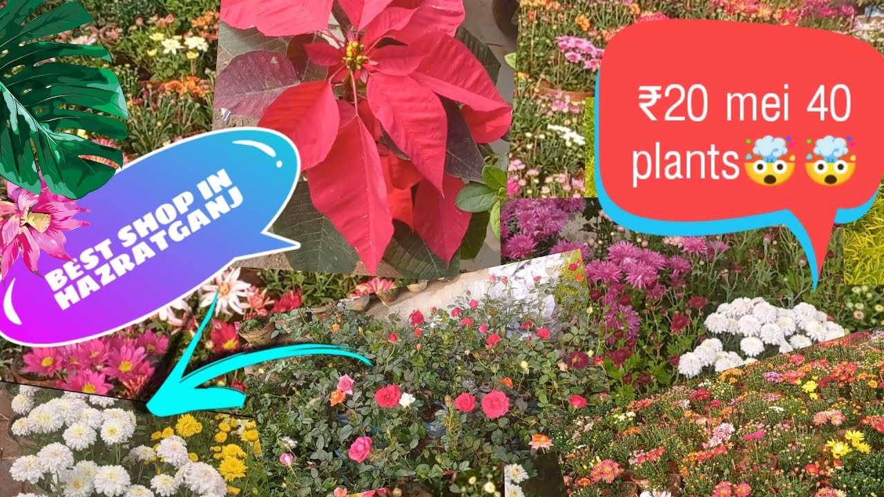Visiting Plant Nursery in Hazratganj Lucknow!