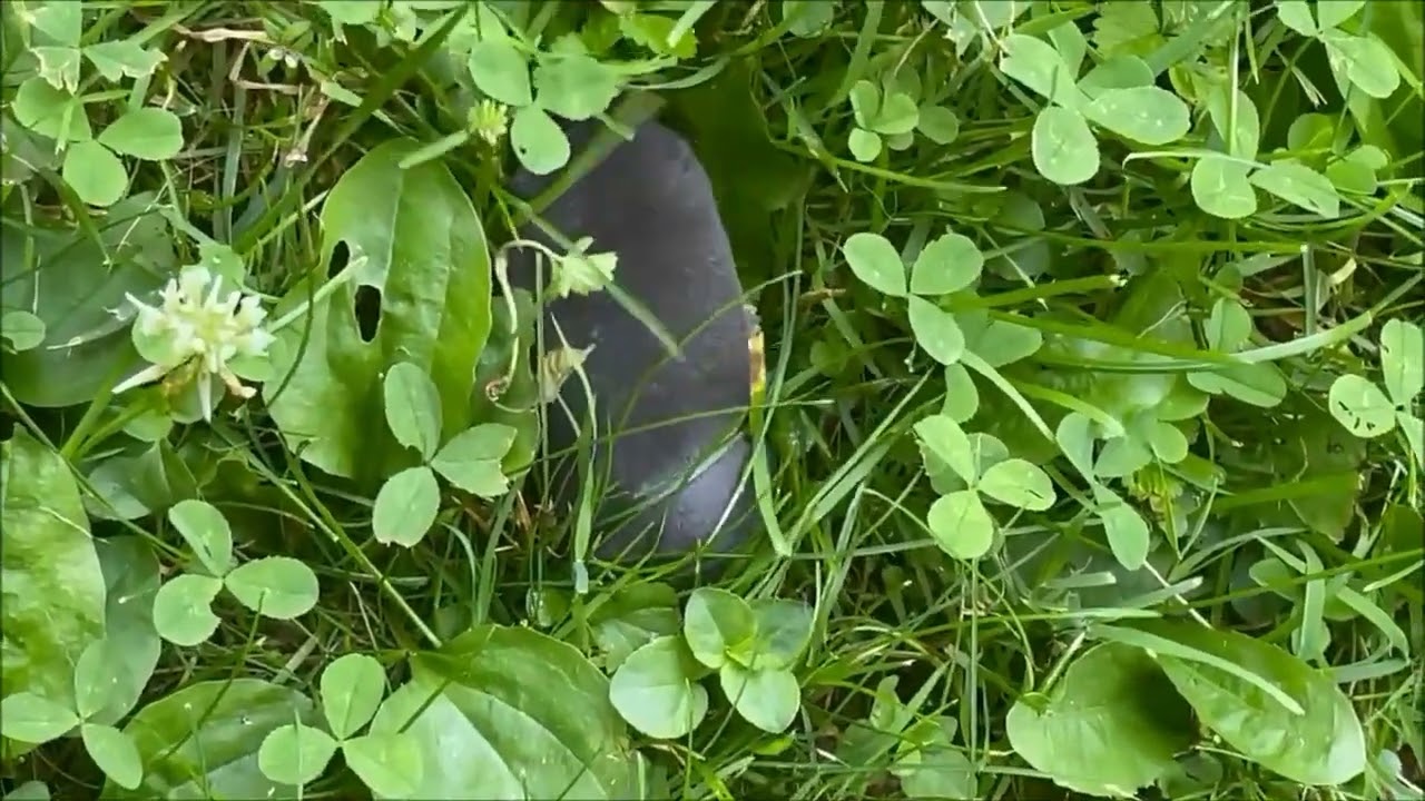 THINGS HAPPEN FAST IN THE HABITAT