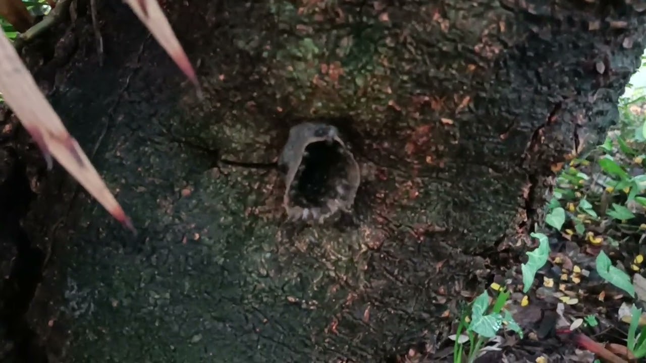 Toninho da máquina trabalhando em prol da natureza fauna flora e vidas de Campinas Brasil e do mundo