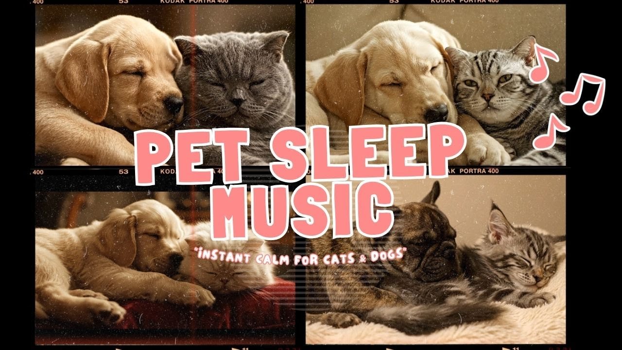 Cat Sleep Musid and Dog Sleep Music 🐾 | Sounds Pets Instinctively Trust to Feel Calm