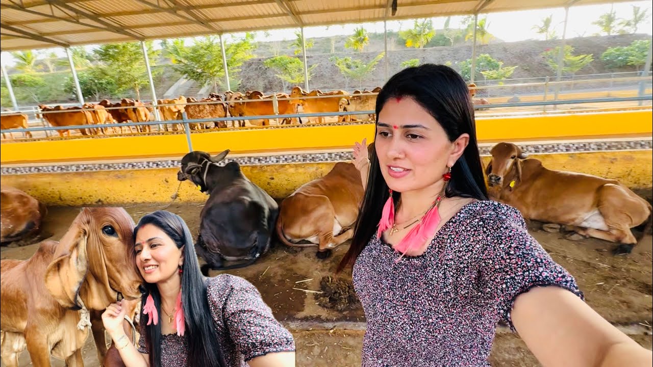 Itni beautiful gaushala pehle kabhi nahi dekhi #gaushala