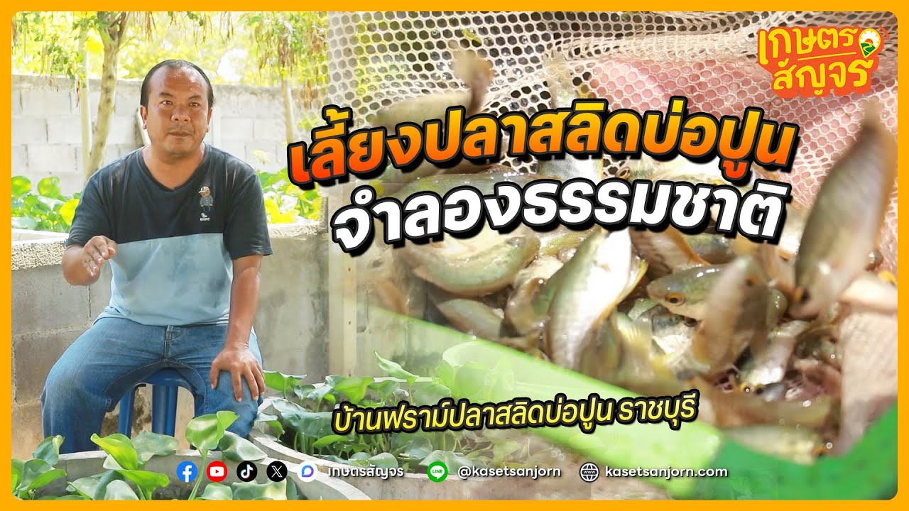 แนวคิดเลี้ยงปลาสลิดในบ่อปูน เลียนแบบธรรมชาติ ต้นทุนต่ำ เลี้ยงง่าย ใช้พื้นที่น้อย | เกษตรสัญจร