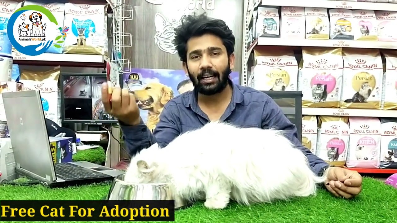 Free Free Cat For Adoption | Persian Cat Available for Adoption 😸