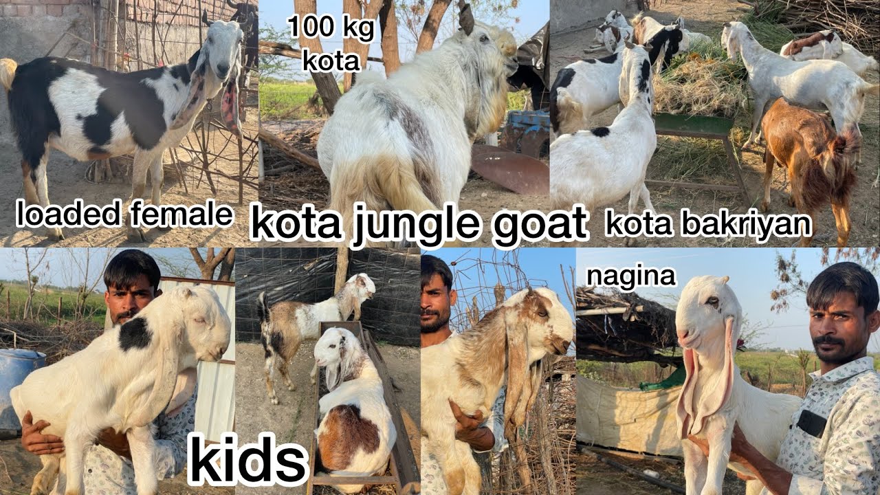 kota goat in jungle video #kotajungle #kotabakra #kotabakramandi #kotabakre #kotagoat #tonkbakra 