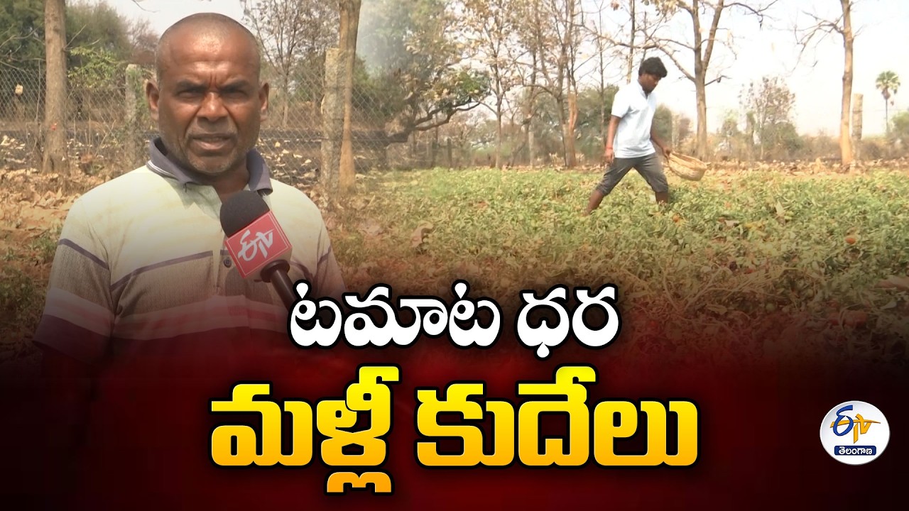 Tamato Farmers Struggles | For Not Getting Fair Price to Crop at Sangareddy District