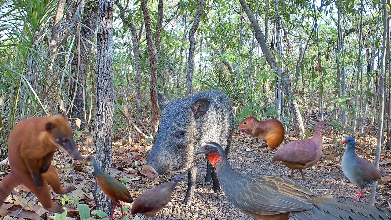 Vida Selvagem entre Goiás e Maranhão: Inhambu, Cutia, Jaguatirica, Tatu-peba e Quati
