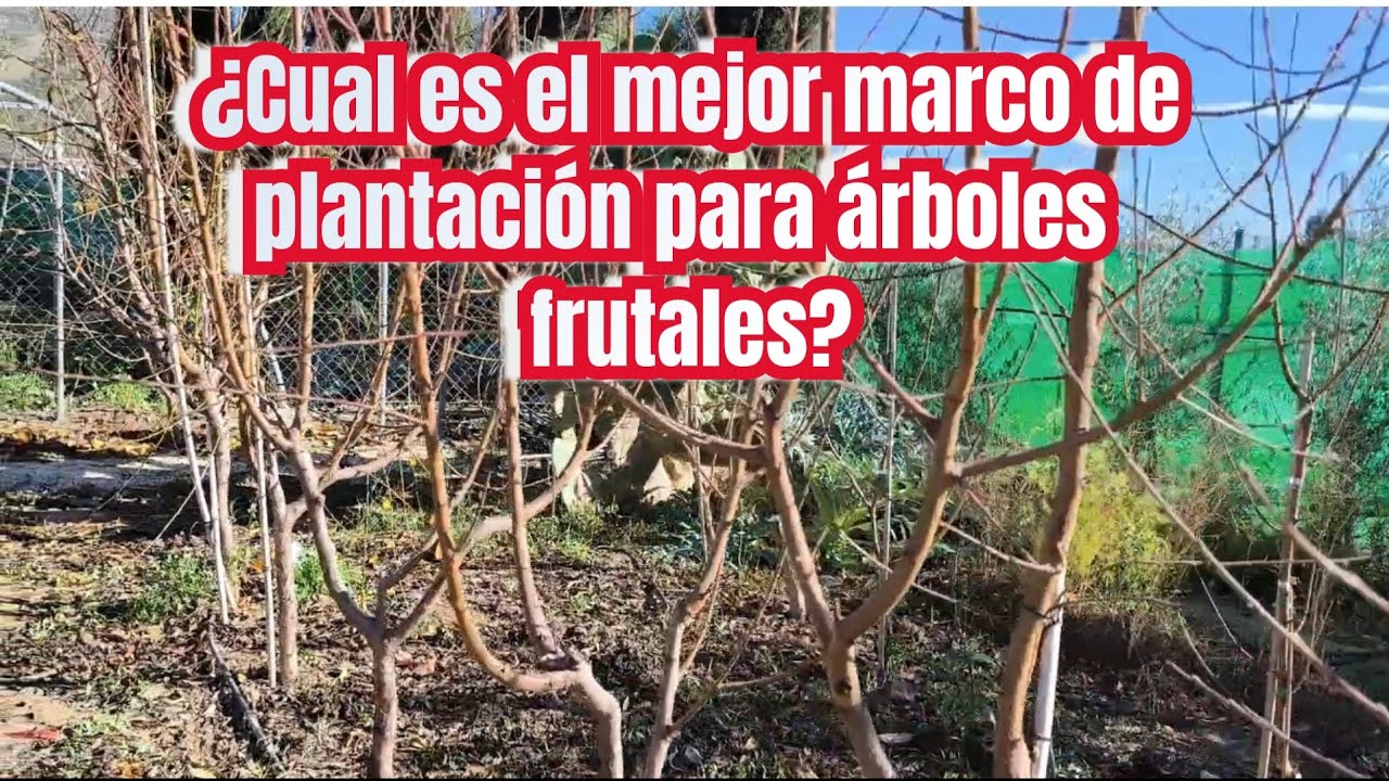 &iquest;Cual es el mejor marco de plantaci&oacute;n para &aacute;rboles frutales?