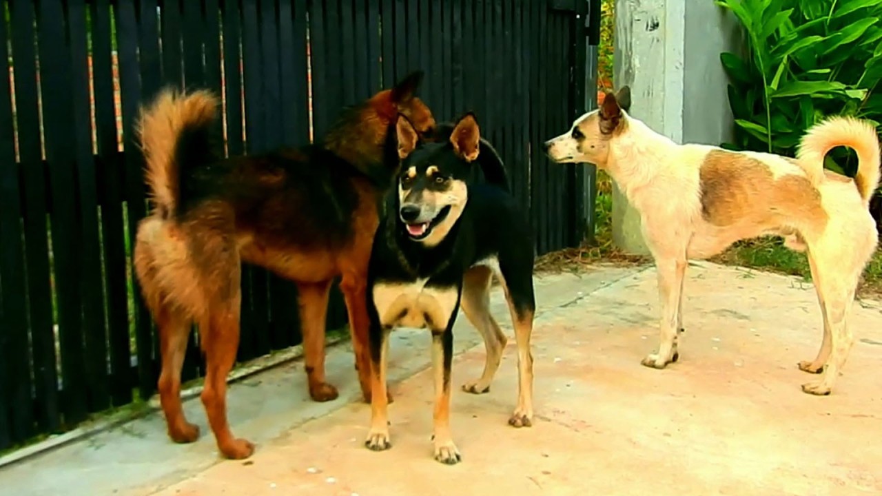 Wow happy to meeting many dog they come to hug old mom on time to give old mom have Pregnant