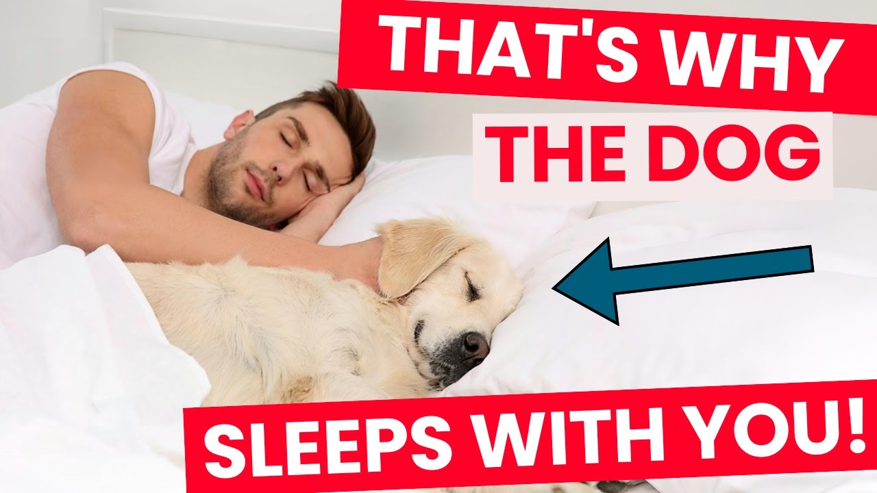 Why Does Your Dog Sleep with You? The Answers Will Surprise You